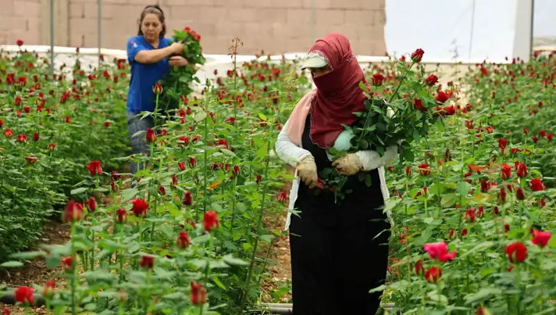 Anneler Günü'nde Gül Üreticileri Neler Yapıyor? Fiyatlar 100 TL'ye Ulaşıyor