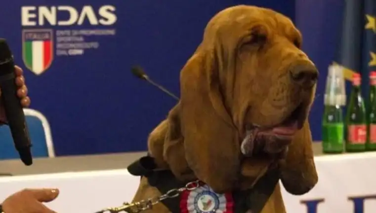 Arama Köpeğine Çivili Sosisle Yapılan Saldırı: İşin Arkasındaki Gizem Ne?