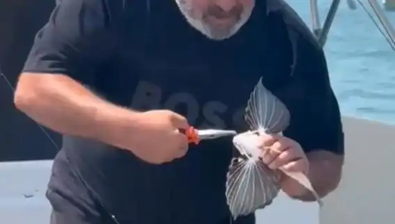 Saros Körfezi'nde Nadir Kırlangıç Balığı Oltaya Takıldı: Balıkçıların Gözdesi Olabilir mi?