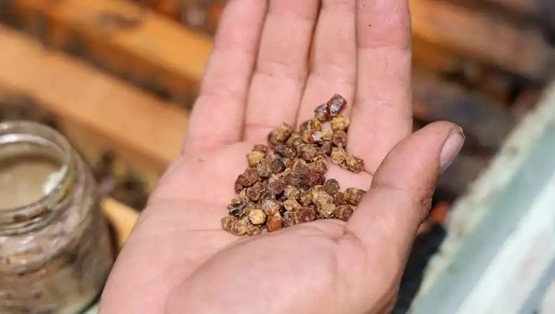 Eskiden Israf Olan Besin Artık 3 Bin TL’den Satılıyor: Protein Zengini Gıda