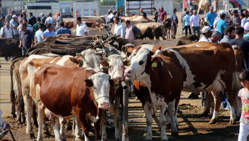 2025 Kurbanlık Fiyatları: Şehir Şehir Canlı Kilo Maliyetleri Açıklandı