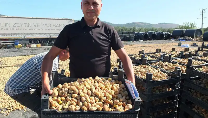 Balıkesir'de Kış Hasadı Sevinci: Çin ve Rusya'ya İhraç Süreci Başladı