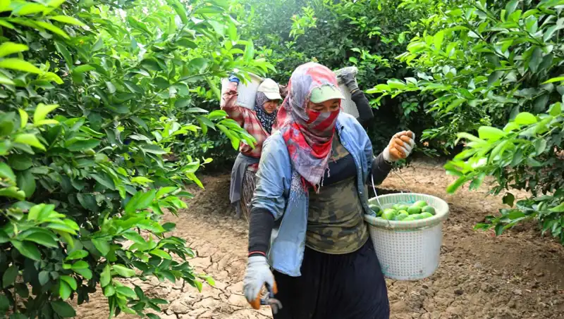 Marketlerdeki Patates Fiyatları Düşecek: Yeni Hasat Hayırlı Olacak mı?