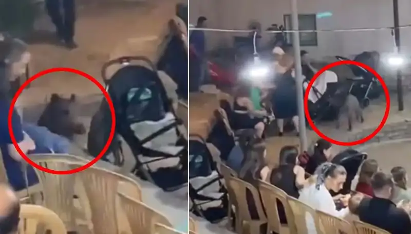 Düğün Töreninde Ortaya Çıkan Yaban Domuzu Şaşkınlık Yarattı