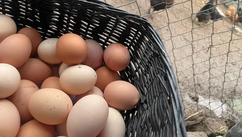Dünyanın En Ucuz Proteini: Okulların Açılması ile Mayıs Çukuru Aşılacak!