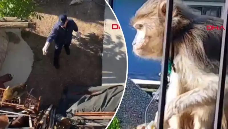 Muğla'da Heyecan Verici Maymun Kovalamacası: Mahalleli Peşinde!