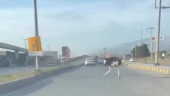 Trafikte Gözüken Deve Kuşu, Sürücülerde Şok Etkisi Yarattı