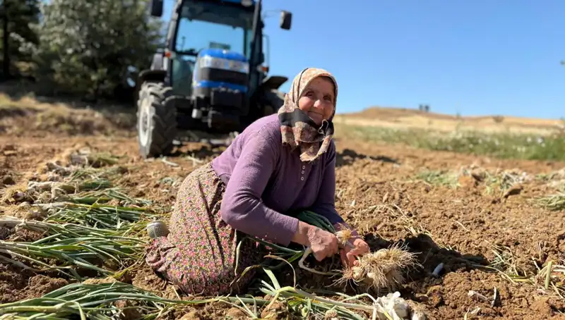 Selenyum Zengini Ürün, Tarladan İhtiyaç Sahiplerine Ulaşmak İçin Toplanıyor