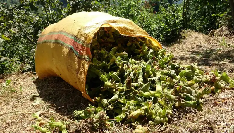 Giresun’da Fındık Hasadı Başladı: Tarımda Beklenen Sezon Açıklandı