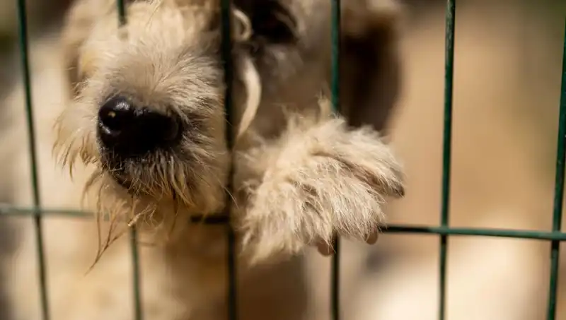 İş Stresi: İnsanların Yanında Köpekler de Etkileniyor!