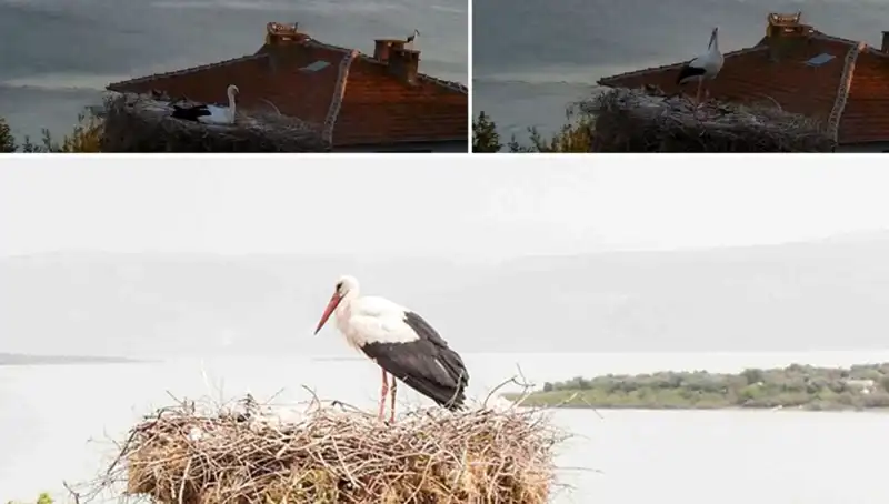 Leylek Yaren, Depremi Önceden Hissetti! Doğanın Gizemli Uyarısı mı?